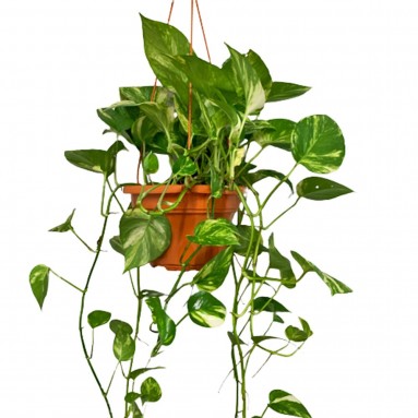 Epipremnum Golden Queen (Money Plant)