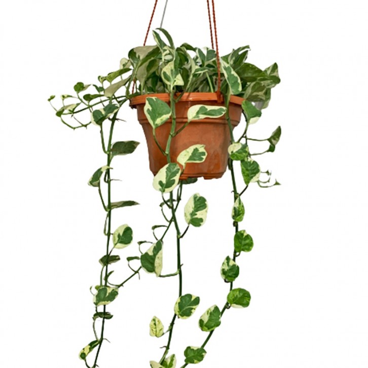 Epipremnum Njoy (Money Plant)