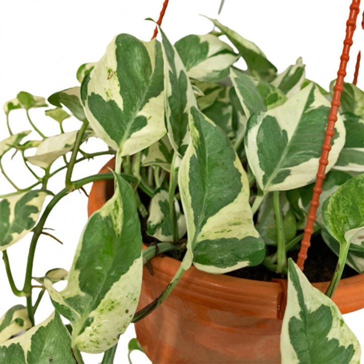 Epipremnum Njoy (Money Plant)