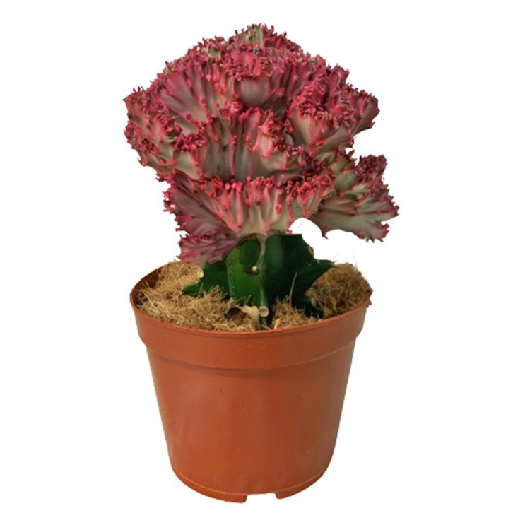 Euphorbia Lactea Cristata - Red (Coral Cactus)