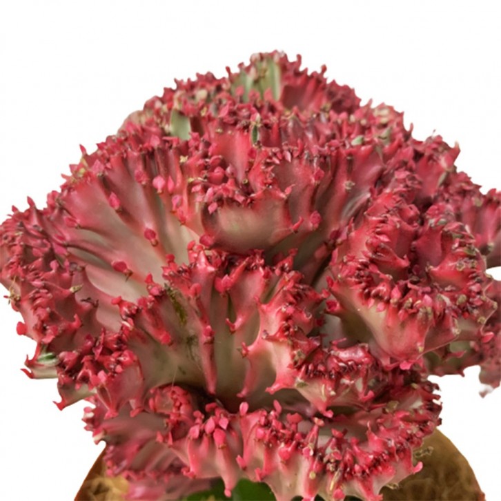 Euphorbia Lactea Cristata - Red (Coral Cactus)