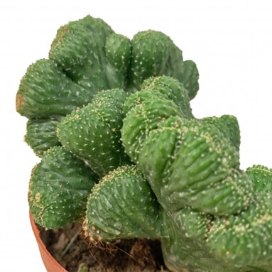 Myrtillocactus Geometrizanz