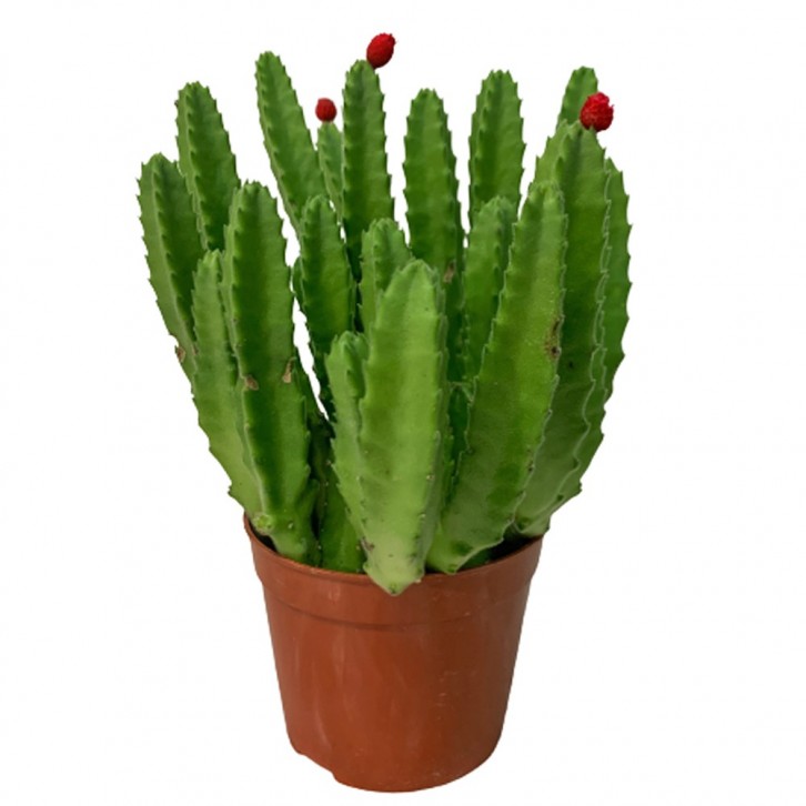 Stapelia Gigantea (Zulu Giant)