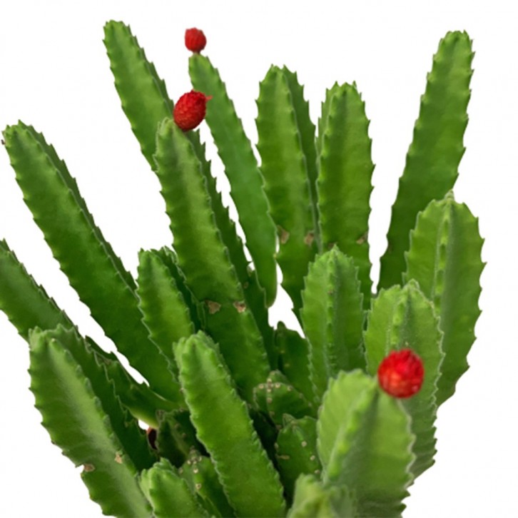 Stapelia Gigantea (Zulu Giant)