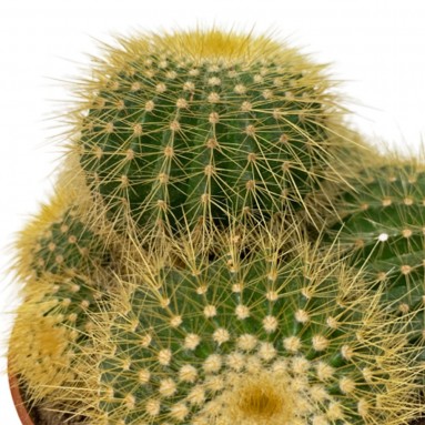 Notocactus Leninghausii