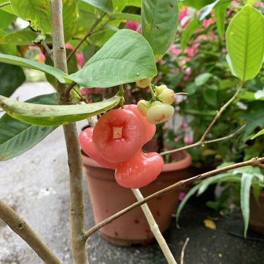 Wax Jambu - Grafted (Syzygium Samarangense)