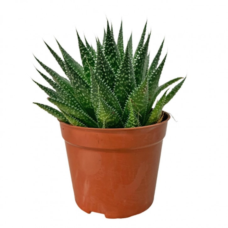 Aristaloe Aristata (Lace Aloe)