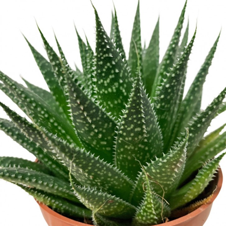 Aristaloe Aristata (Lace Aloe)