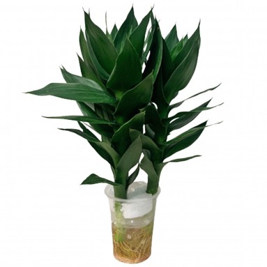 Lucky Bamboo (Dracaena Compacta)