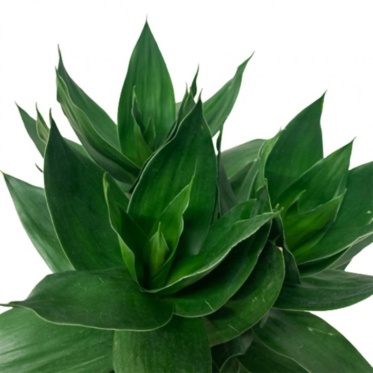 Lucky Bamboo (Dracaena Compacta) Hydro 3520