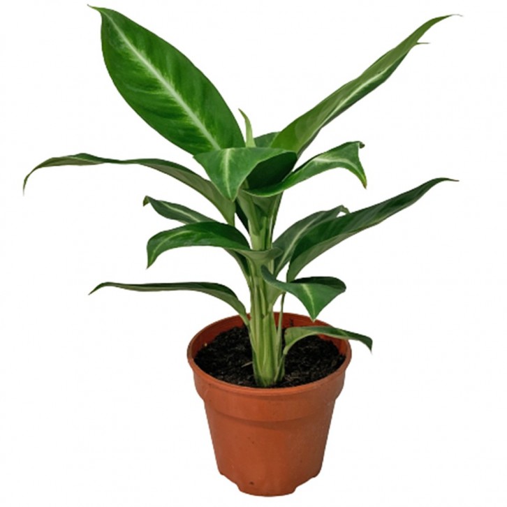 Dieffenbachia Sterling (Dumbcane)
