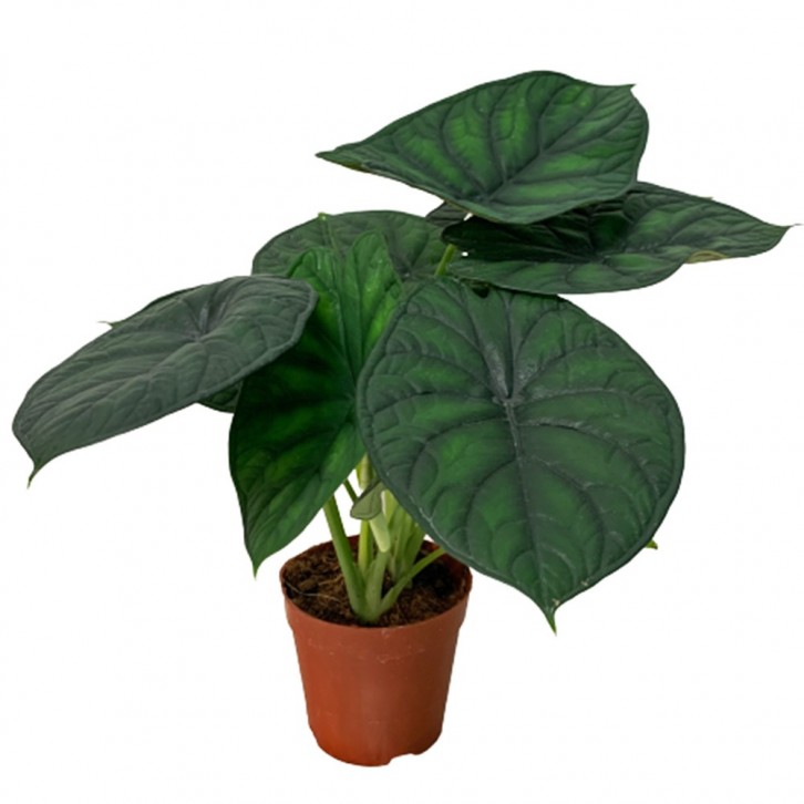 Alocasia Baginda 'Dragon Scale'