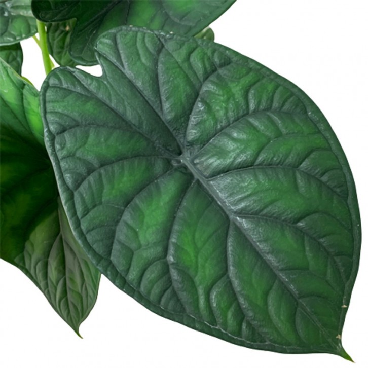 Alocasia Baginda 'Dragon Scale'