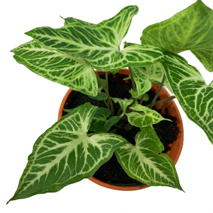 Syngonium Podophyllum 'Batik' (Arrowhead Plant)