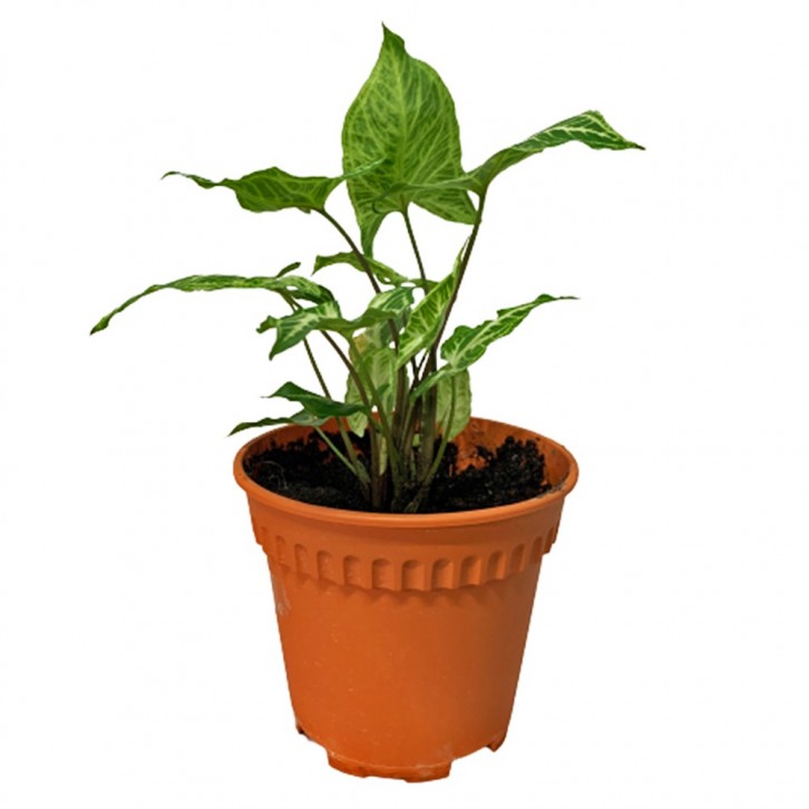 Syngonium Podophyllum 'Batik' (Arrowhead Plant)