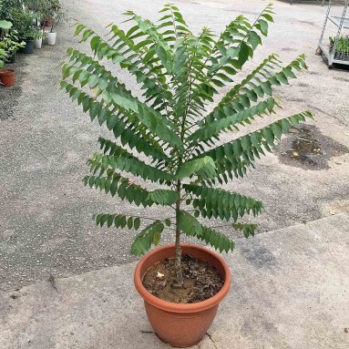 Star Gooseberry 余甘子 (Phyllanthus Acidus)