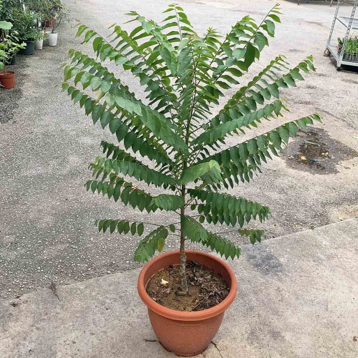 Star Gooseberry 余甘子 (Phyllanthus Acidus)