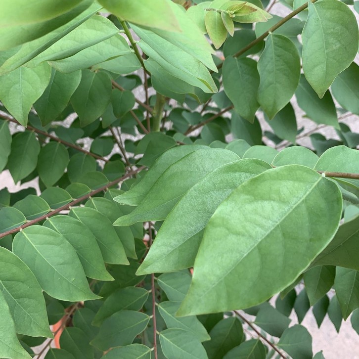 Star Gooseberry 余甘子 (Phyllanthus Acidus)
