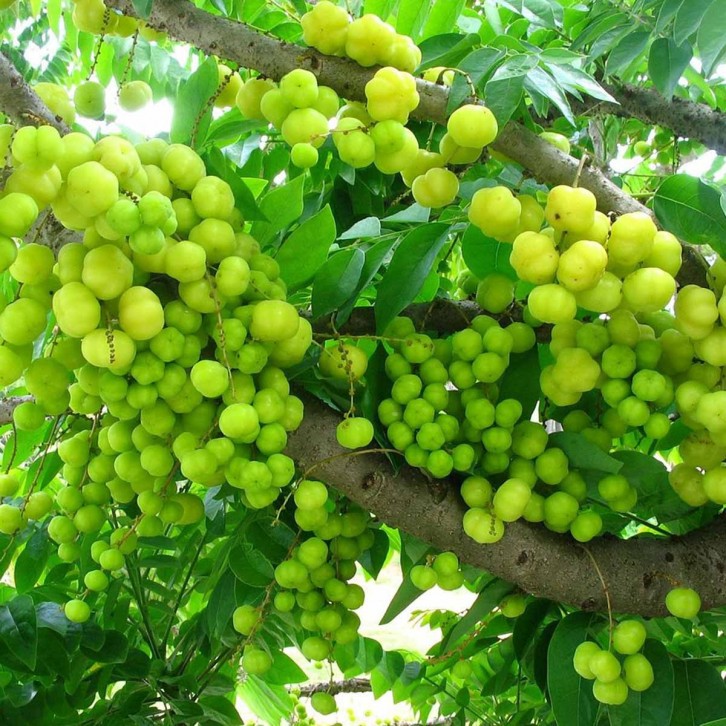 Star Gooseberry 余甘子 (Phyllanthus Acidus)