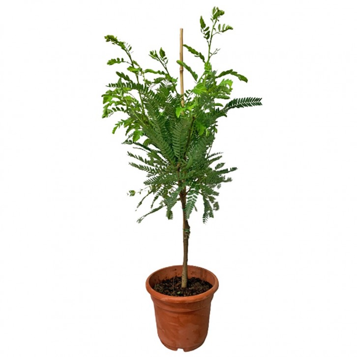 Amla 印度醋栗 (Phyllanthus Emblica)