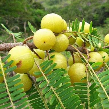 Indian Gooseberry 印度醋栗 (Phyllanthus Emblica)