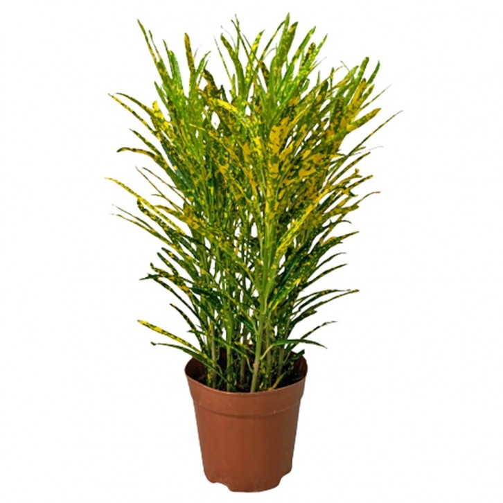 Croton Dust Gold (Codiaeum Variegatum)