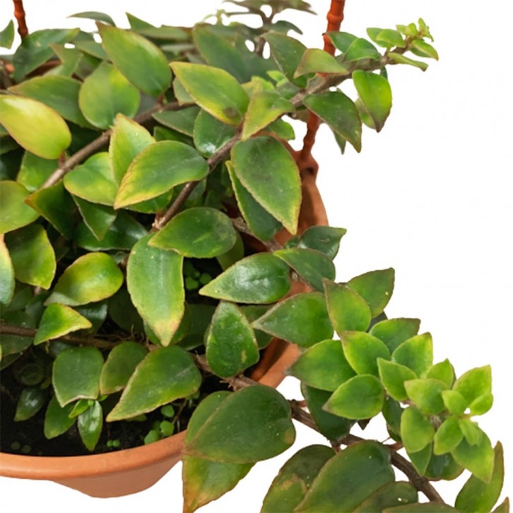 Columnea SP (Flying Goldfish Plant)