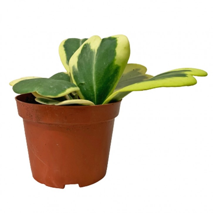 Hoya Kerrii Variegated