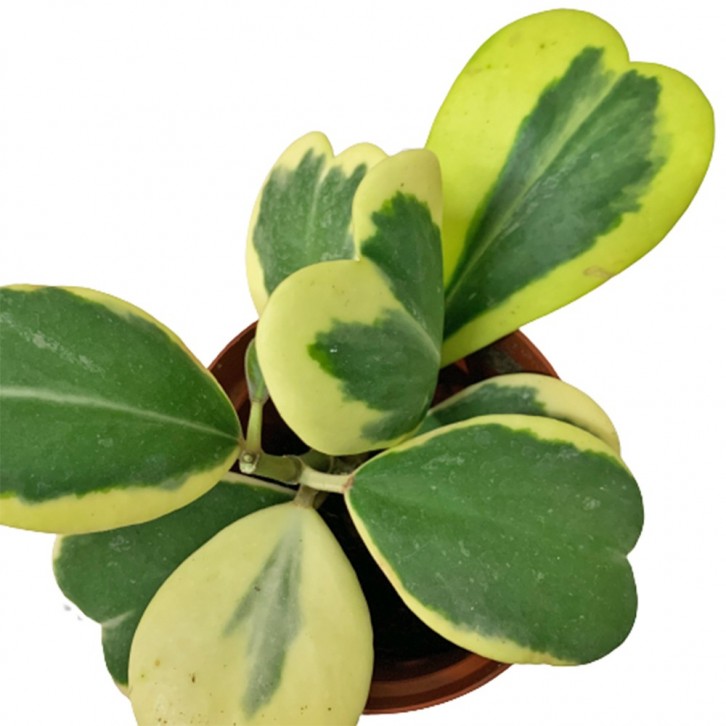 Hoya Kerrii Variegated