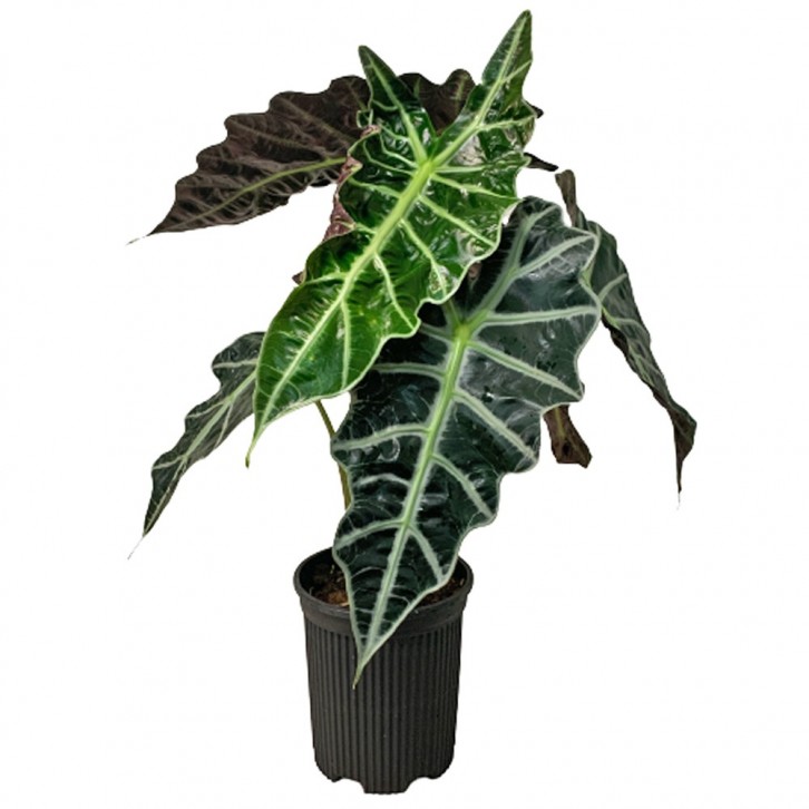 Alocasia Amazonica