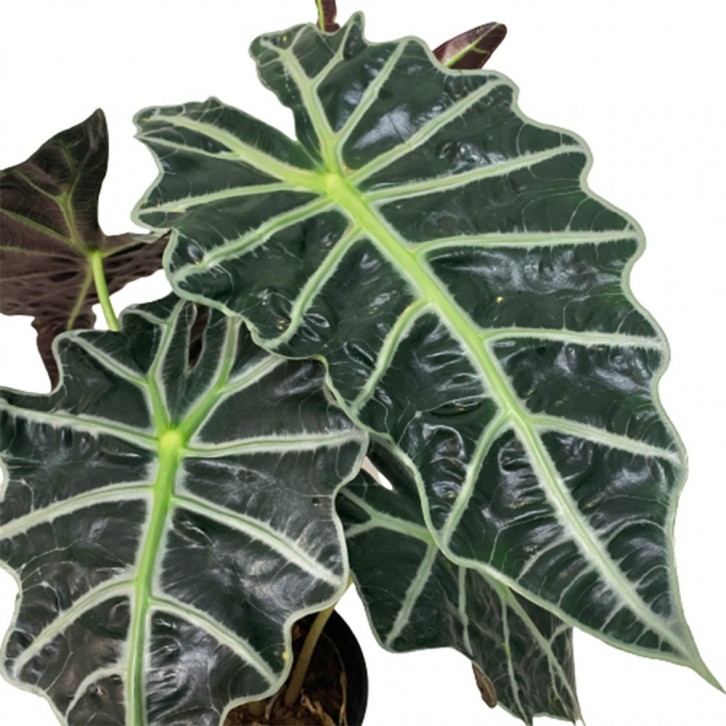 Alocasia Amazonica