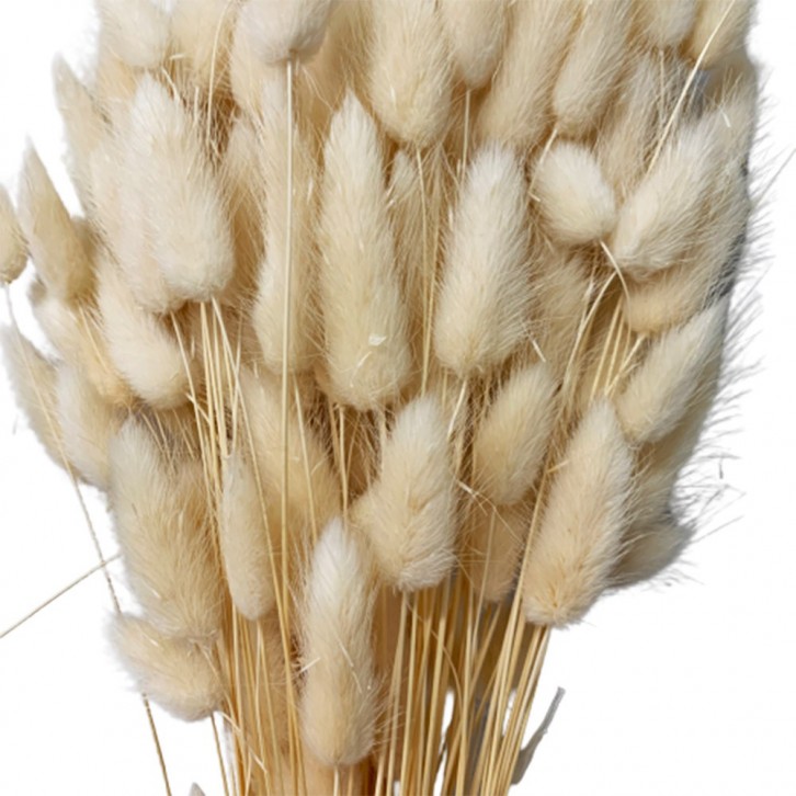 Dried Phalaris