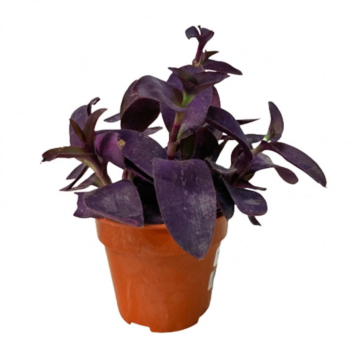 Tradescantia Pallida (Wandering Jew)