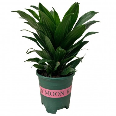 Dracaena Compacta