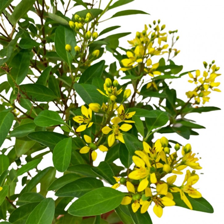 Galphimia Gracilis (Slender Goldshower)