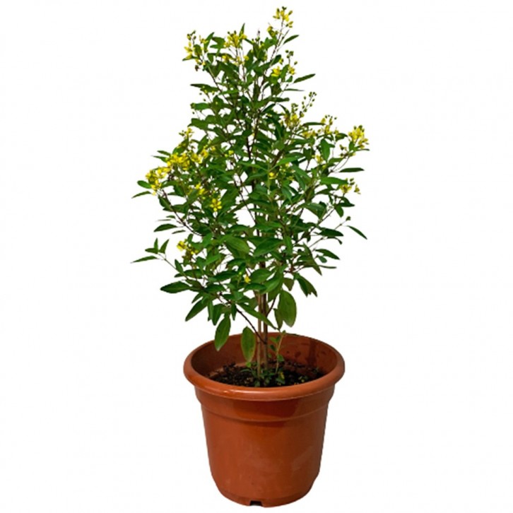 Galphimia Gracilis (Slender Goldshower)