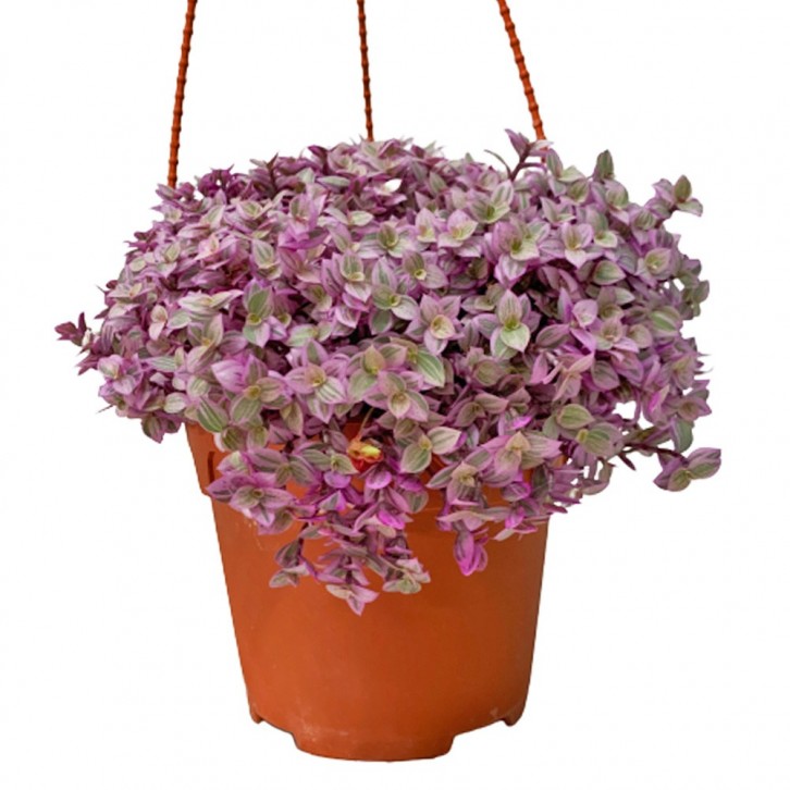 Callisia Rosato 'Pink Lady'