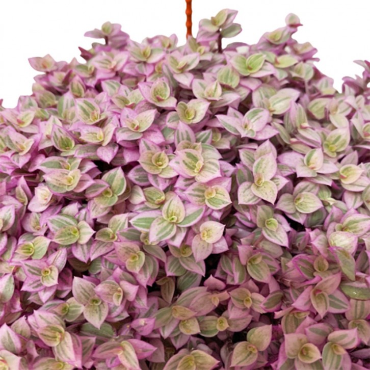 Callisia Rosato 'Pink Lady'