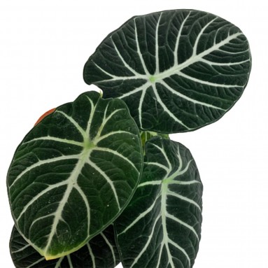 Alocasia 'Black Ninja'