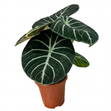 Alocasia 'Black Ninja'