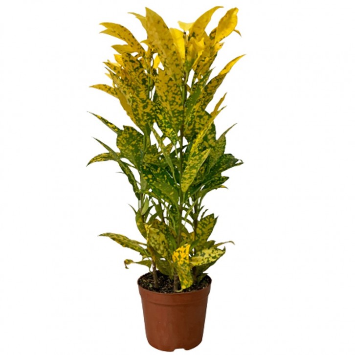 Croton Dust Gold (Codiaeum Variegatum)