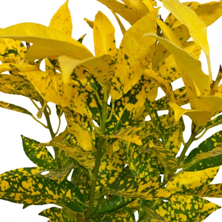 Croton Dust Gold (Codiaeum Variegatum)