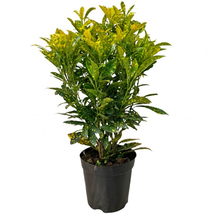 Croton Dust Gold (Codiaeum Variegatum)