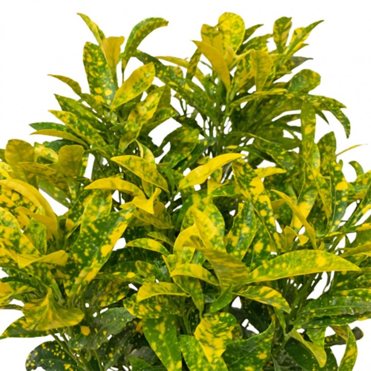 Croton Dust Gold (Codiaeum Variegatum)