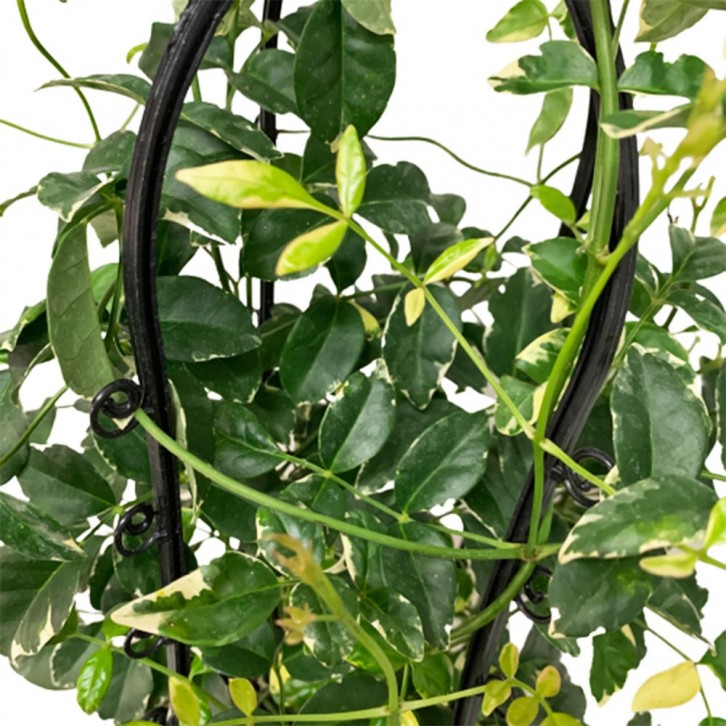 Pandorea Jasminoides Variegatea (Bower Vine)