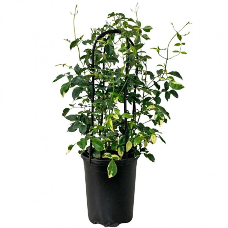 Pandorea Jasminoides Variegatea (Bower Vine)