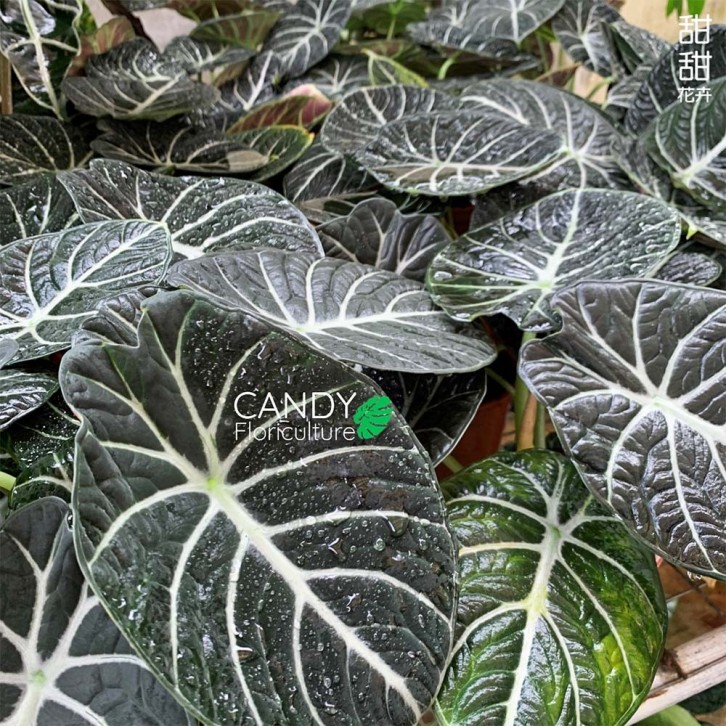 Alocasia 'Black Ninja'