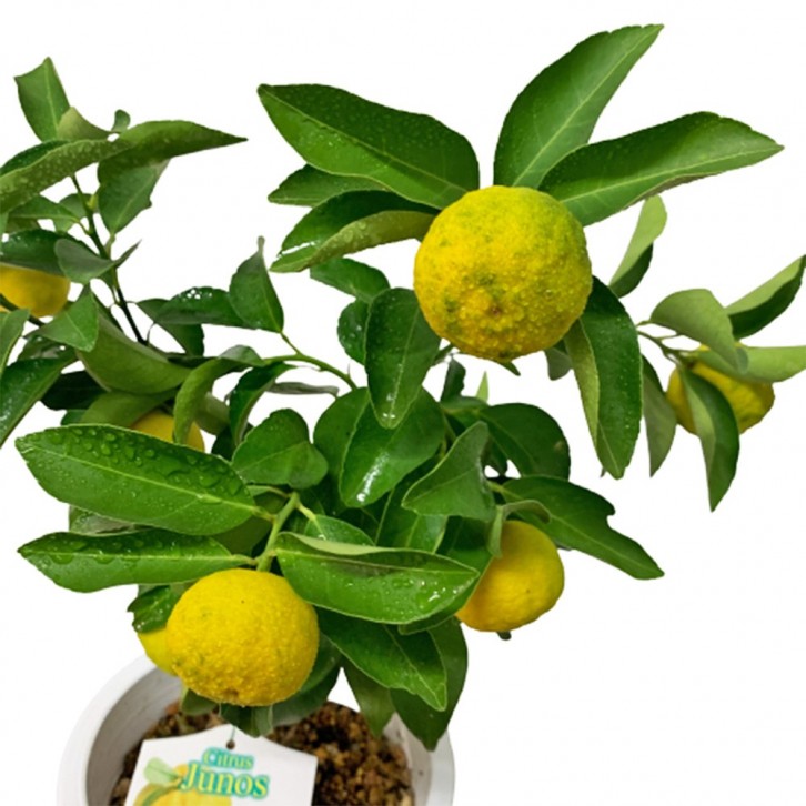 Yuzu 柚子 ゆず Citrus Junos (JAPAN)