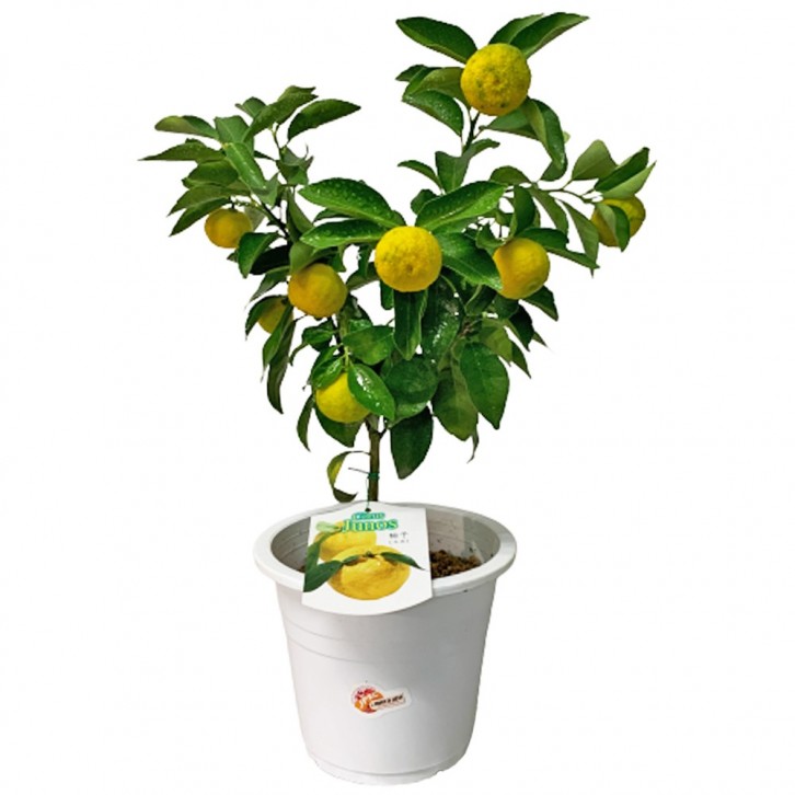 Yuzu 柚子 ゆず Citrus Junos (JAPAN)