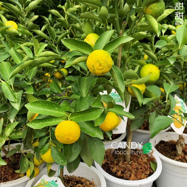 Yuzu 柚子 ゆず Citrus Junos (JAPAN)